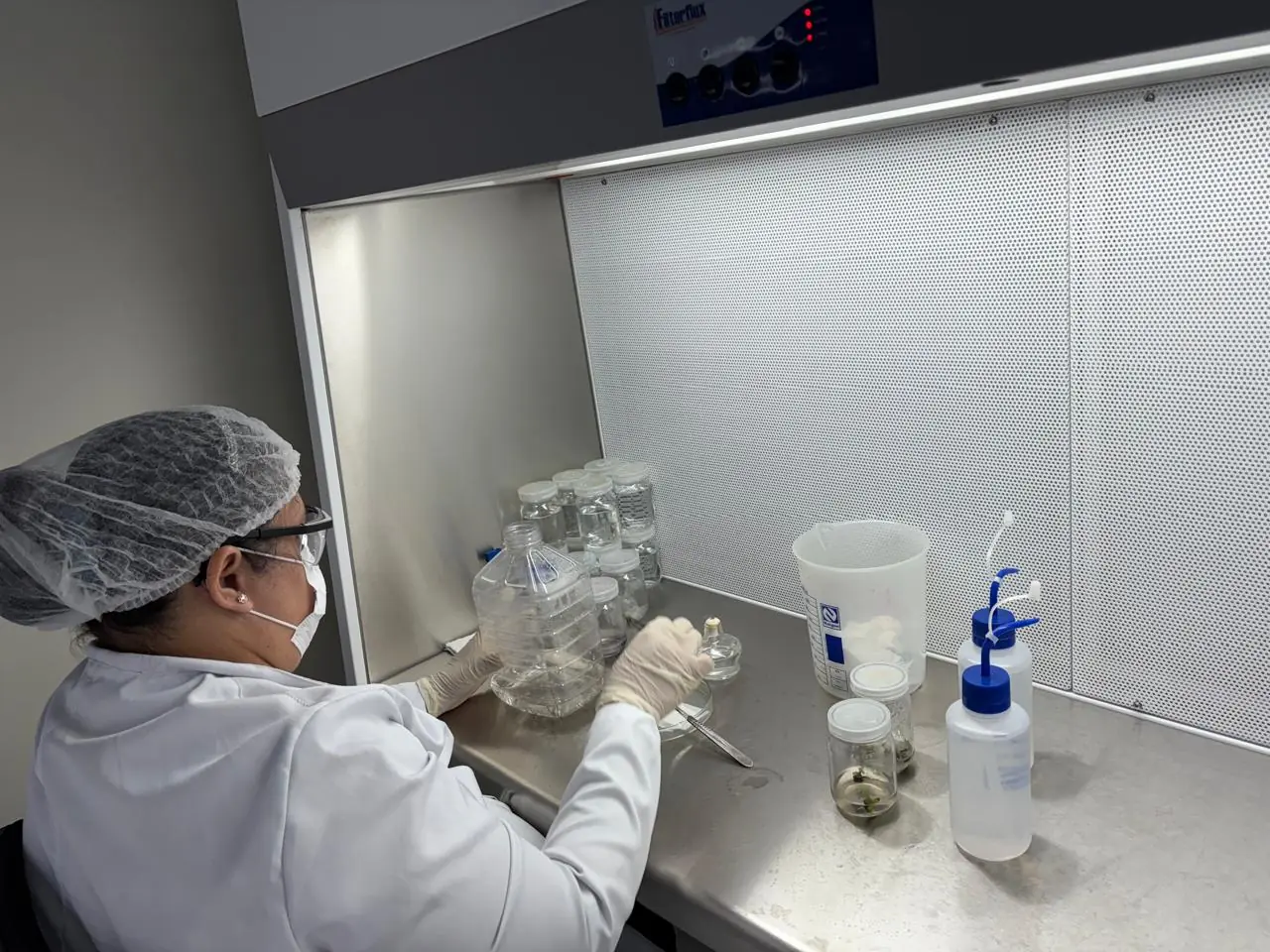 A startup trabalha com a micropropagação de mudas, em laboratório, garantindo alto padrão fitossanitário. Foto: Divulgação