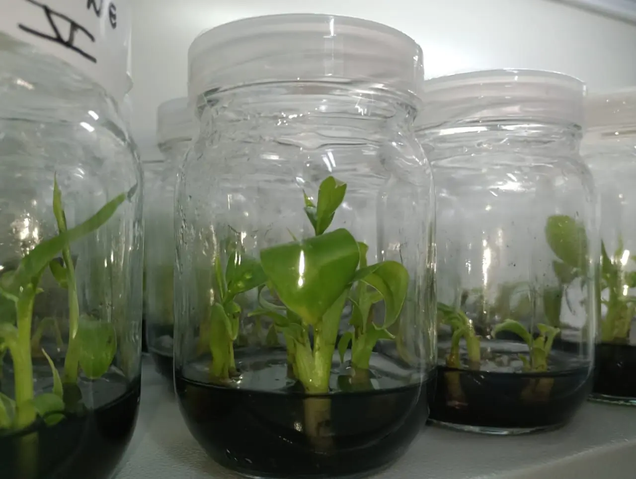 Micropropagação permite produzir mudas livres de patógenos, com alta uniformidade genética e vigor. Foto: Divulgação
