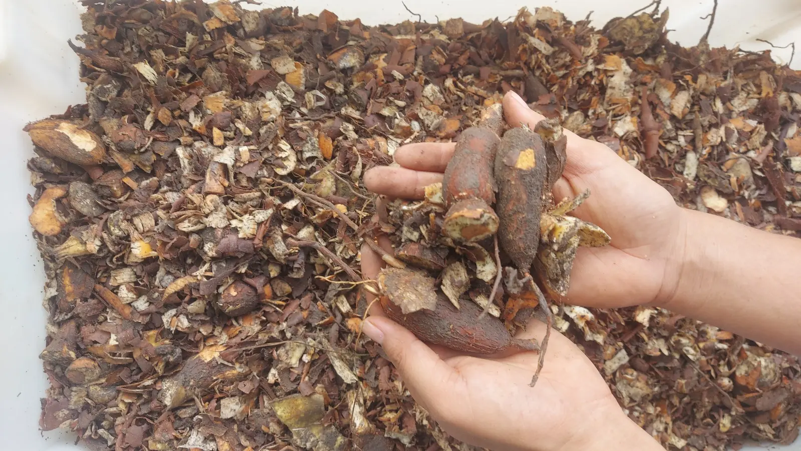 Insumo orgânico utilizado pela Startup Coroa em Itacoatiara. Foto: Victor Hardt